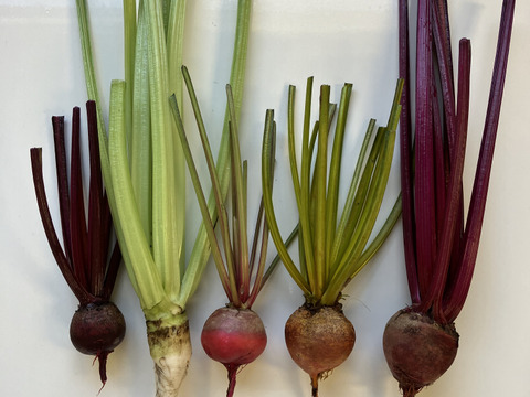 大分県玖珠町産ビーツ(ゴルゴ)1kg