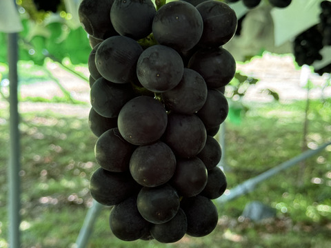 ぶどう【ブラックビート】1kg〜1.2kg前後(2〜3房) 山梨県産　種なし『常温便』