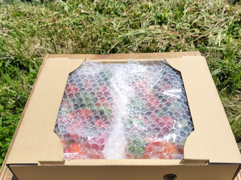 とれたて　いちご　1kg【栽培期間中農薬化学肥料不使用】