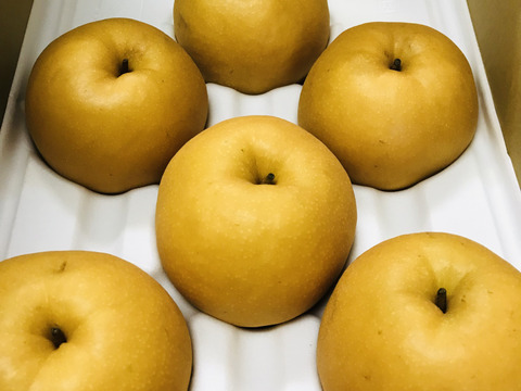糖度ピークです‼️【ちょっと訳ありだけど良品です】新高梨約5kg✨️少しの変形、少しの汚れ等で贈答用に入れなかった梨達を箱詰め、ご家庭用にどうぞ😊鮮度を保つ為にクール便で発送🚚