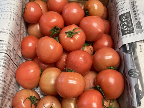 大玉トマト（小ぶり）2K。食べて納得！ポットファクトリー産、朝採れ当日出荷！