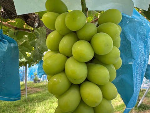 【芳醇な香り・あふれる果汁】おまかせ３房（シャインマスカット１房
とおまかせ２房）