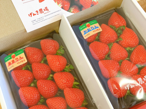 【超レア】埼玉県オリジナル品種「あまりん」「かおりん」食べ比べ♪