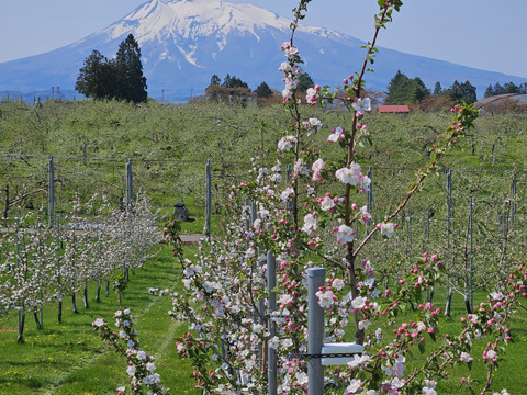 食べ比べ！！青森県産3品種詰合せりんご約3㎏（キャップ8～10個）