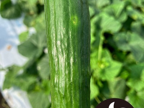 新鮮　野菜セット