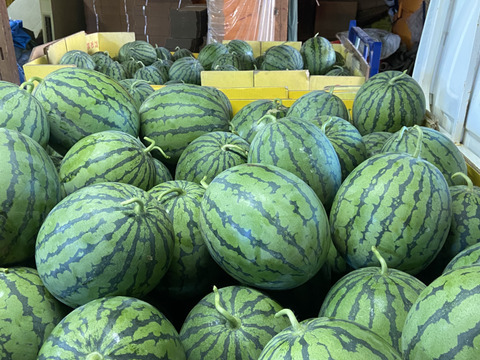 シャリ感しっかり！お正月スイカ「くんぷう味一番」６kg