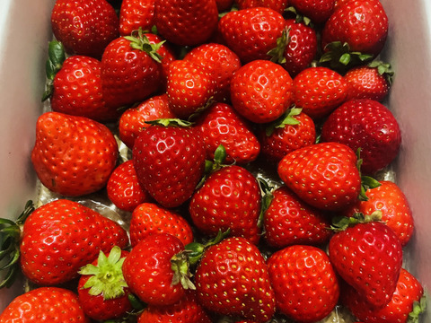 【訳あり！】あまりん大容量６５０ｇ以上