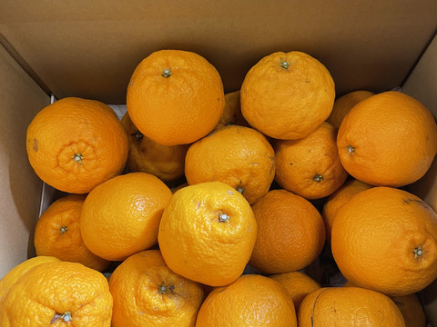 【早割！！】果汁たっぷり！！愛媛県産デコ不知火（しらぬい）５kg入【ご家庭用】