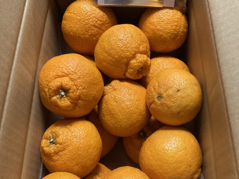 静岡県産　濃厚完熟みかん【不知火】　4.5ｋｇ