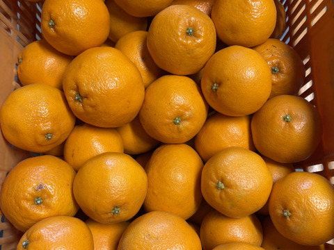 ぷりぷり食感！広島県産 ｢はるみ｣ 10kg（ご家庭用）