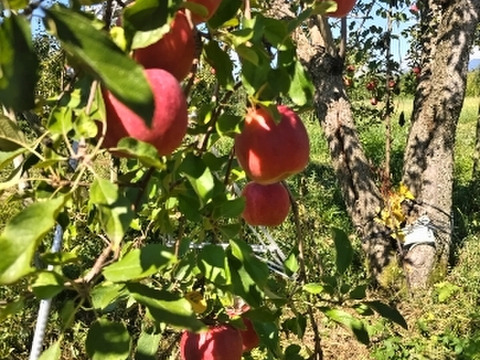紅玉　（散布薬剤削減）