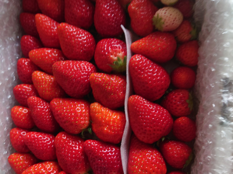 春SALE!!トクトク🍓いちごの宝石箱
朝摘み完熟酵素栽培のこだわりいちご
【いちご食べ比べ】３種食べ比べ！