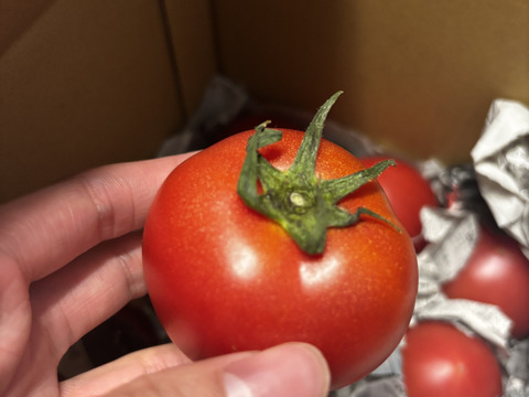 毎食トマト！バクバク食べちゃう栄ちゃんトマト　食べやすい小さめサイズ
。