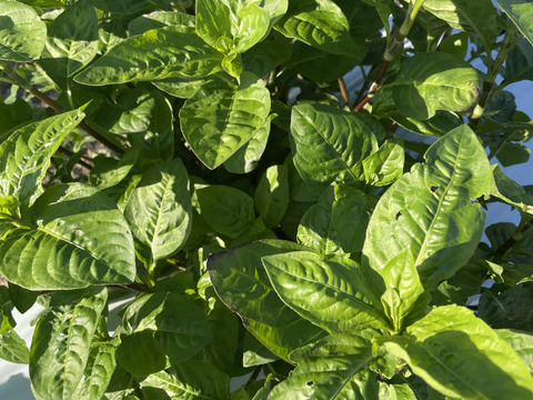 栽培期間中農薬不使用　食用藍　（ドライ）