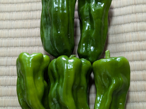 【栽培期間中　農薬不使用】お子様たちから大絶賛！プリプリのピーマン（60サイズの箱に入るだけ！）