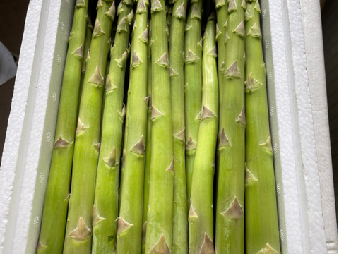 盆休安送込！アスパラ（200g×2袋）化学肥料・除草剤不使用