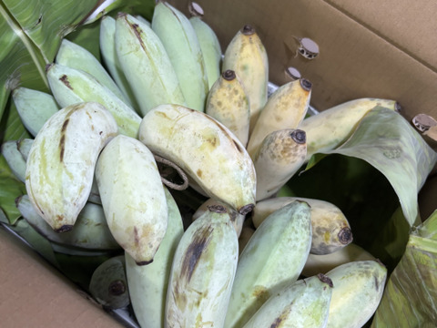 【定期購入】ナムワバナナ  5kg