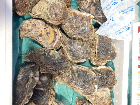 お得で人気な5Kgセット！！✨立山連峰の雪解け天然岩牡蠣✨（小～中サイズ20個前後）