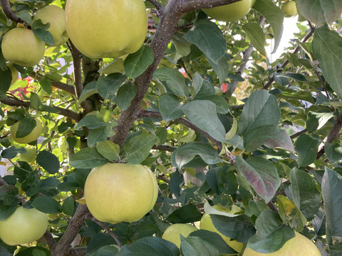 超希少りんご　こうこう3キロ7-12玉　樹上完熟蜜入りチェック済み　幸せ呼ぶ黄色いりんご　11月25日頃より発送予定