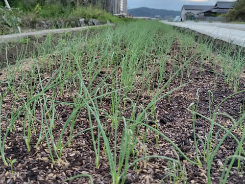 農家直送　淡路島産玉ねぎ　3㌔