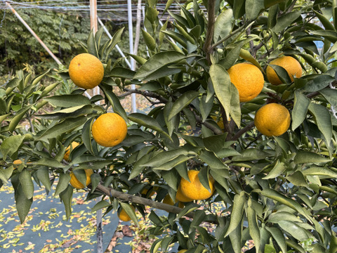 大阪産　希少なジャバラ
みつばちが飛び交う柑橘畑のジャバラ
1kg　  約170g/個　5〜7個位
ハチミツ（40g）おまけ付き

美容と健康にダブルサポート💡