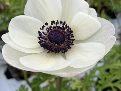 【アネモネ】ピンクなど暖色系&白　　💐12本2束セット💐