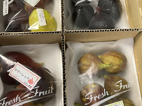完熟いちじく多品種盛り合わせ