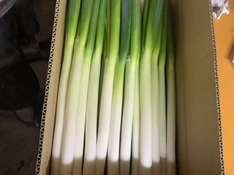 甘さ倍増！冬ねぎ（5kg）