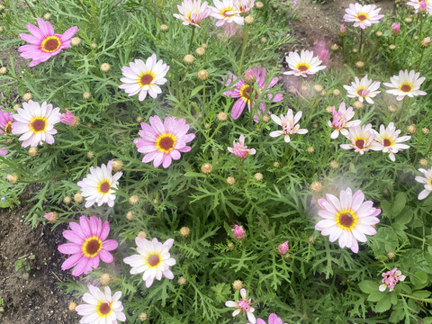 【カラフルなマーガレット20本】癒しと見ているだけで元気が出るハッピーブーケです。マーガレットは見た目が可愛いだけじゃなく、花もちが良いのも魅力。