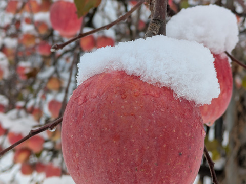 りんご　フジ　　約６８％農薬カット　5-7個　約1.5キロ　小玉多め　キズ等、黒点できるだけ無いりんご 　収穫前の雪かぶり！