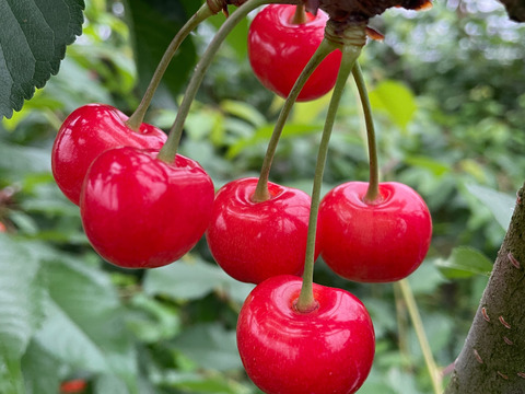 2L以上の大粒🍒さくらんぼ【佐藤錦】500g