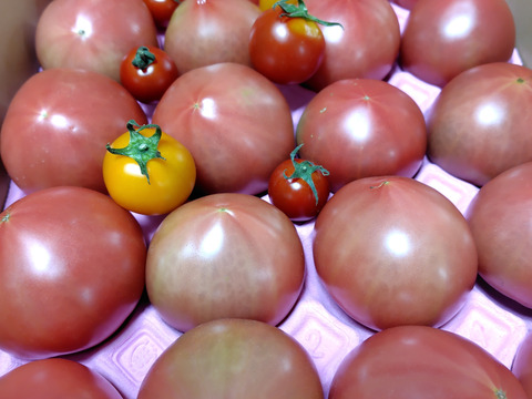 100％純トマト🍅4キロ箱【雪ちゃんトマト】桃太郎トマトL or Mサイズ