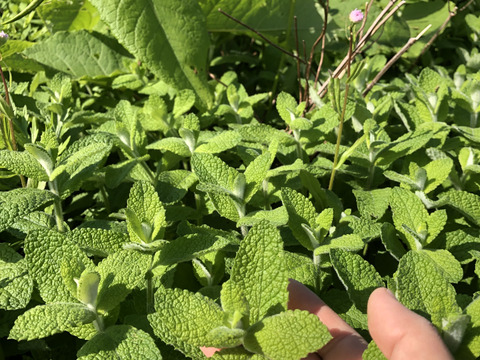 まもなく販売終了【農薬・化学肥料不使用栽培】青森県産　お庭育ちのスペアミント 50g（クール便発送）