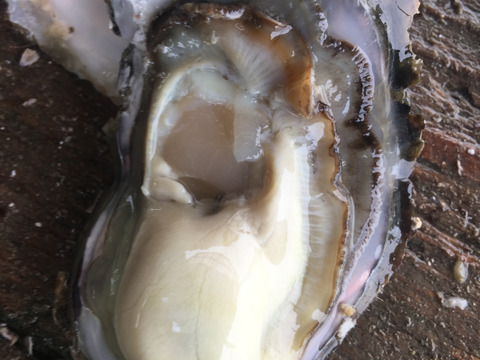 伊勢志摩 的矢産 岩牡蠣 小さいひと口サイズ20個入 冷して生で！いっぱい食べたい方に！