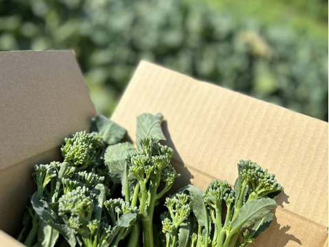 『スティックセニョール』　1Kg　60本前後