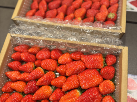 【食べ比べ】お得な大満足の2000g食べ比べセット！人気品種「紅ほっぺ」1000g+静岡限定品種「きらぴ香」1000g or 希少品種「おいCベリー」1000gのどちらかのランダムパック!