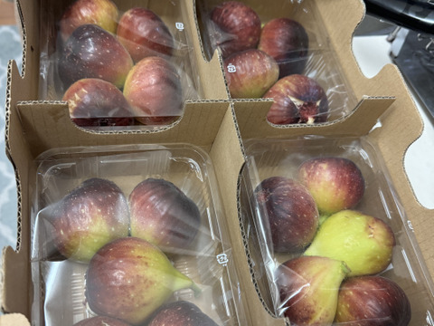 【ご家庭用】朝採りいちじく1箱
