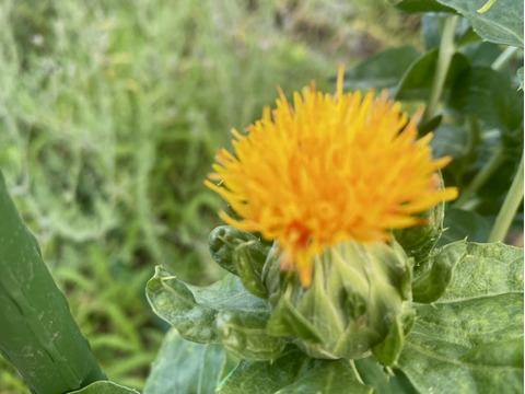 【12本】ベニバナ　〜紅色染料や食用油の原料として有名〜ドライフラワーにも。