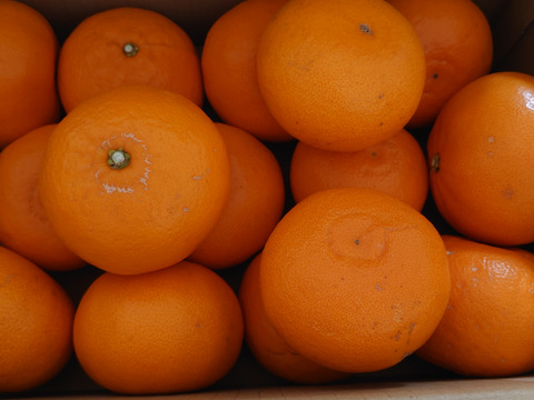 《ご家庭用》柑橘の大トロ！愛媛県産『せとか』(3kg)