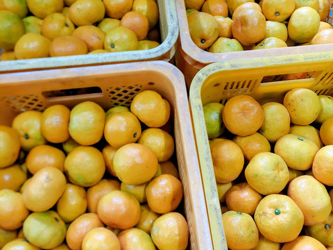 有田みかん【極早生】5kg（箱込）