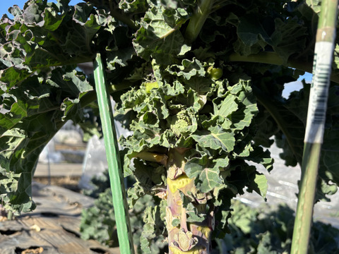 栄養満点！希少野菜 プチヴェール200g