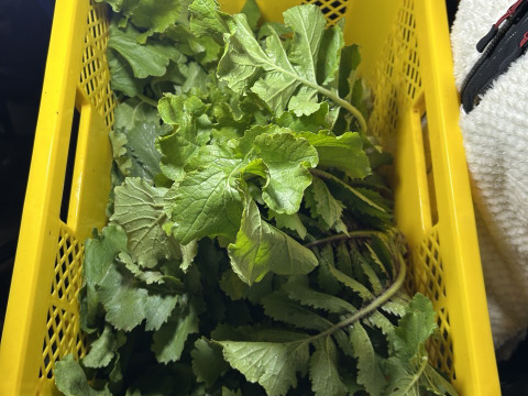 【自然農法】会津赤筋大根の葉 1.5kg (8~10株程度の量 )