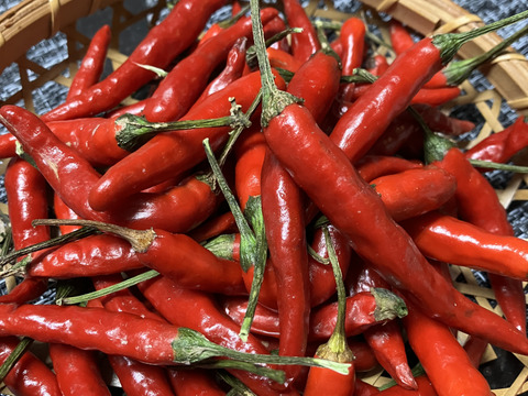 人気No.1【沖縄特産】希少！ジャンボ乾燥島唐辛子 ６０g