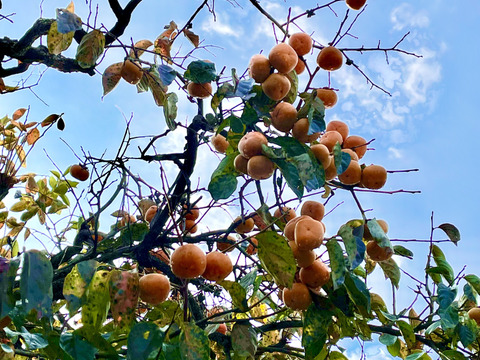 農薬、肥料未使用！山形産　柿チップ