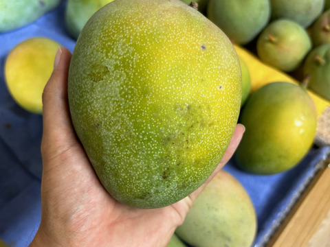 【ご家庭用】沖縄県産キーツマンゴー1.5kg（2-3玉）