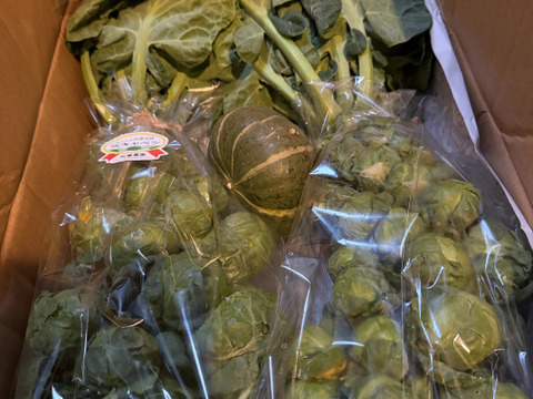 【予約増量(^^♪】〜え？1株に実が30粒以上なの？〜"株ごと芽キャベツ"　おうちで収穫体験！(2株)＋おまけ野菜1つ　　from 名水の里　神奈川県秦野市