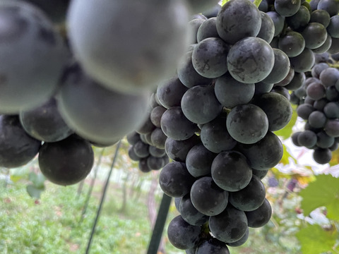 ホットぶどうジュース【ホッとキャンベル】1000ml×1本【ホッとナイアガラ】1000ml×1本