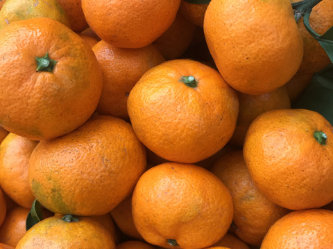 こだわりの早生みかん◆果汁たっぷり！◆4㎏