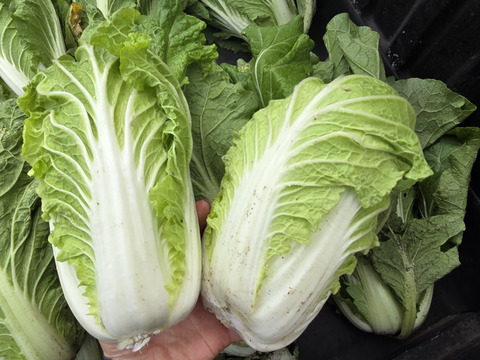 【荷合発送】どちらも堆肥、農薬一切無し　白菜×ネギ