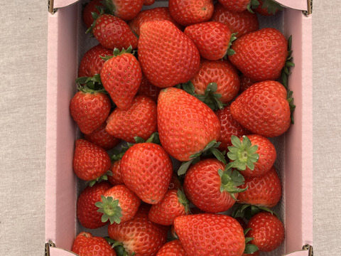 【規格外】とちあいか・たっぷり約1kg